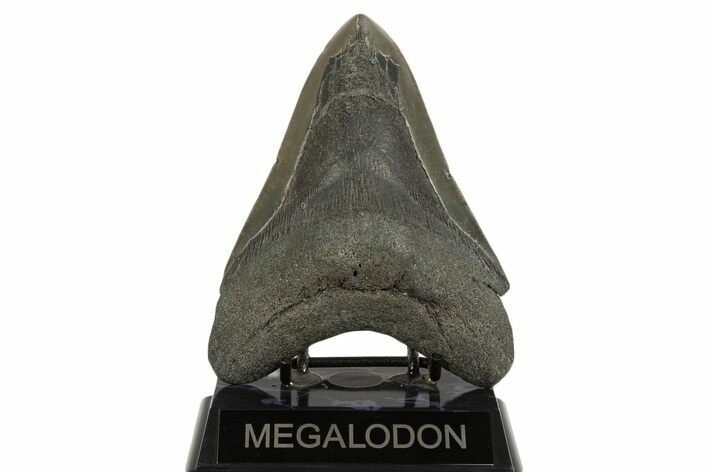 Huge, Fossil Megalodon Tooth - Georgia #338617